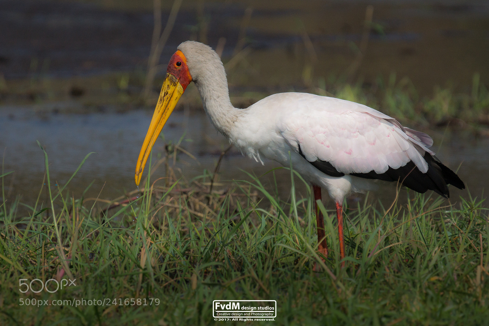 Sony SLT-A77 sample photo. The stork... photography