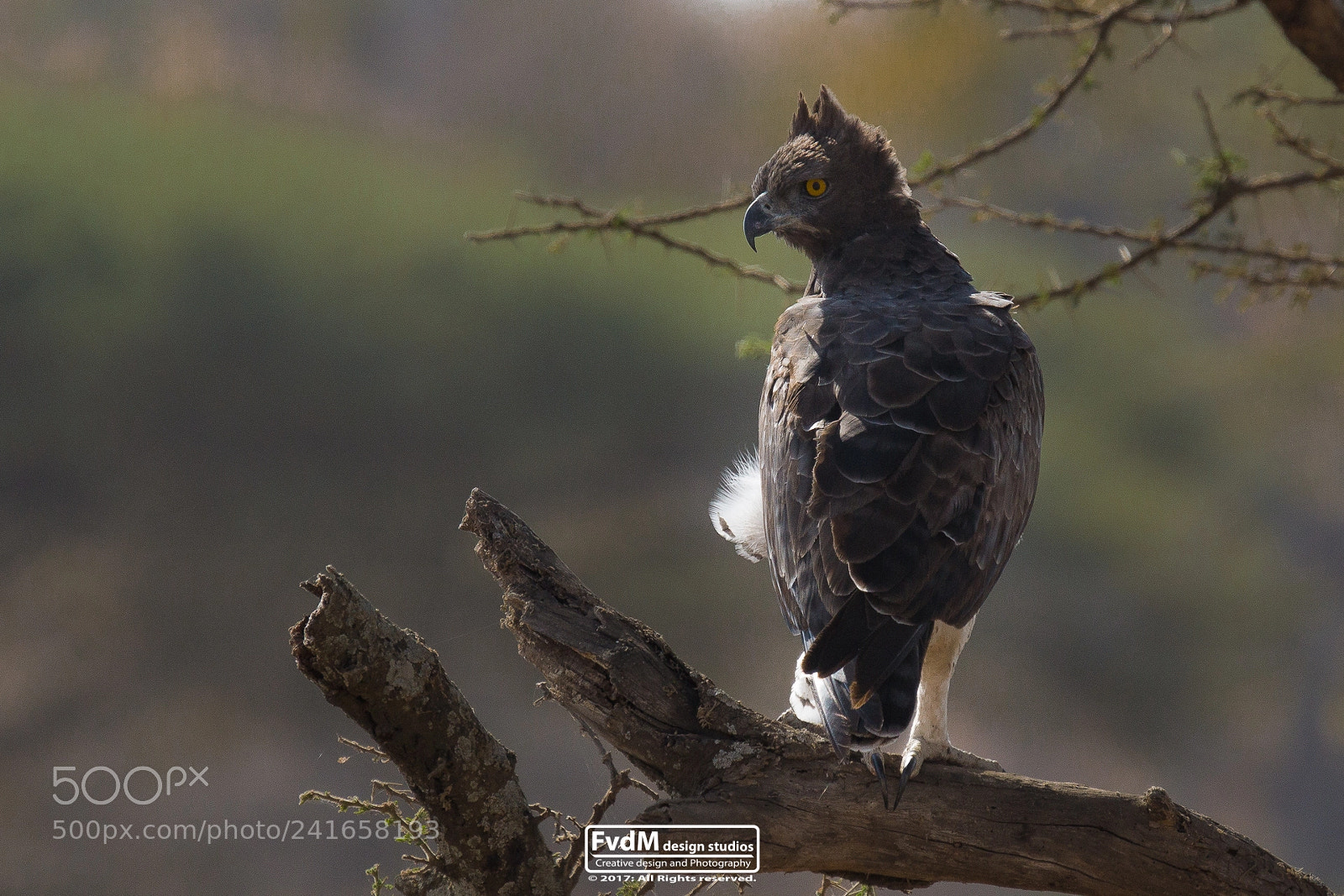 Sony SLT-A77 sample photo. The fierce eagle... photography