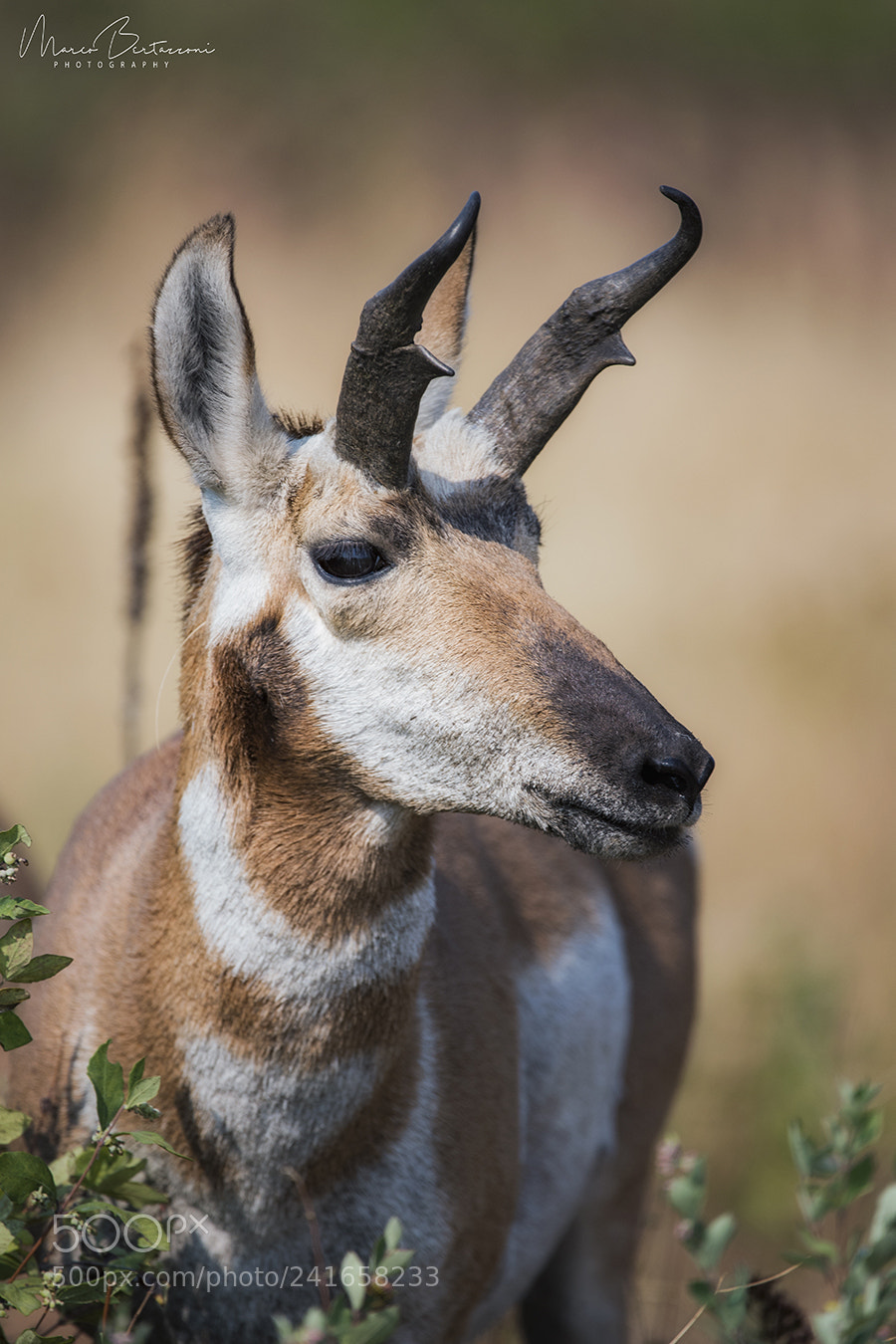 Nikon D810 sample photo. Pronghorn photography