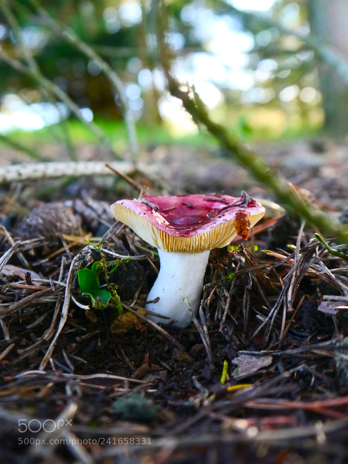 Panasonic Lumix DMC-G5 sample photo. Red mushroom #2 photography