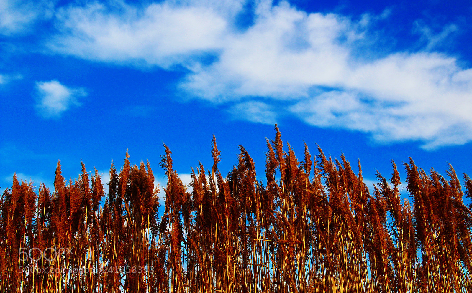 Canon EOS 1300D (EOS Rebel T6 / EOS Kiss X80) sample photo. Blue sky with clouds photography
