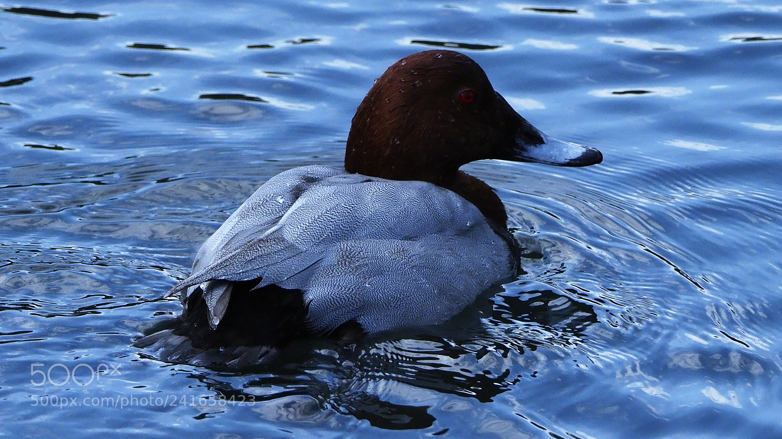 Olympus OM-D E-M1 Mark II sample photo. After floating on photography