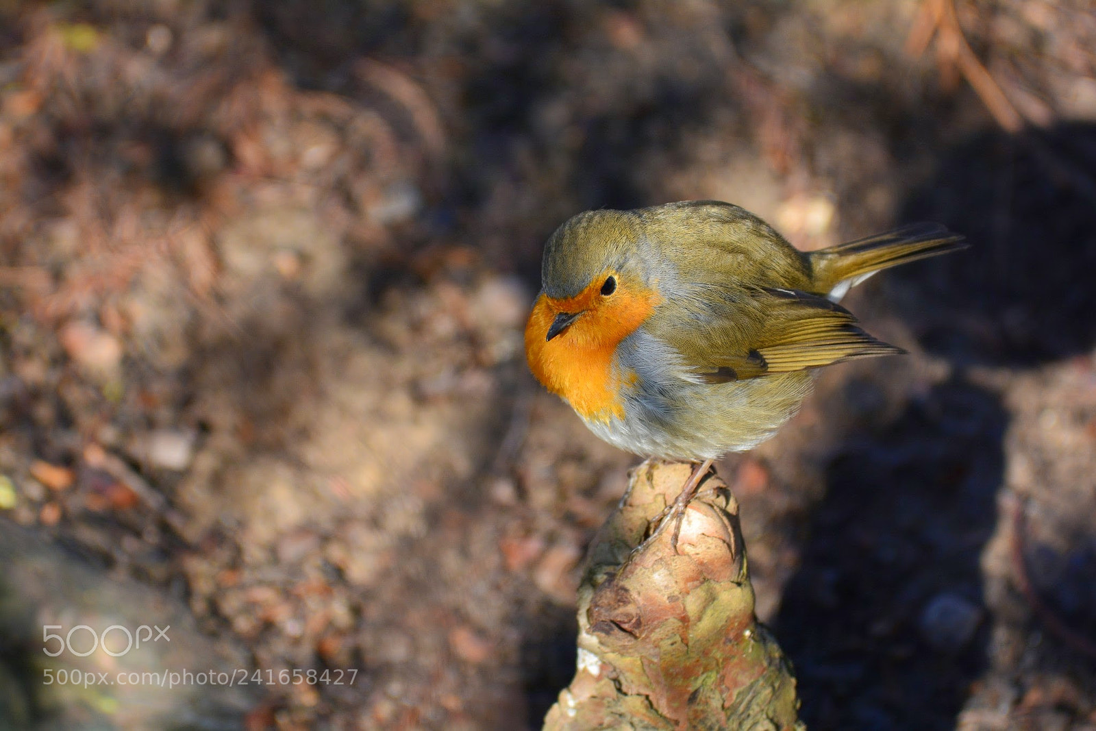 Nikon D7100 sample photo. Robin photography