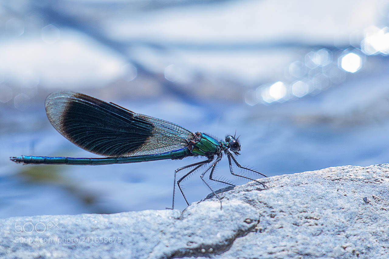Canon EOS 60D sample photo. Near river... photography