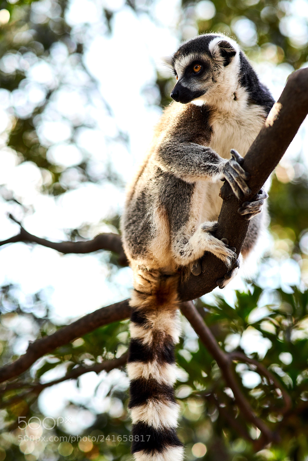 Nikon D750 sample photo. Lemur photography