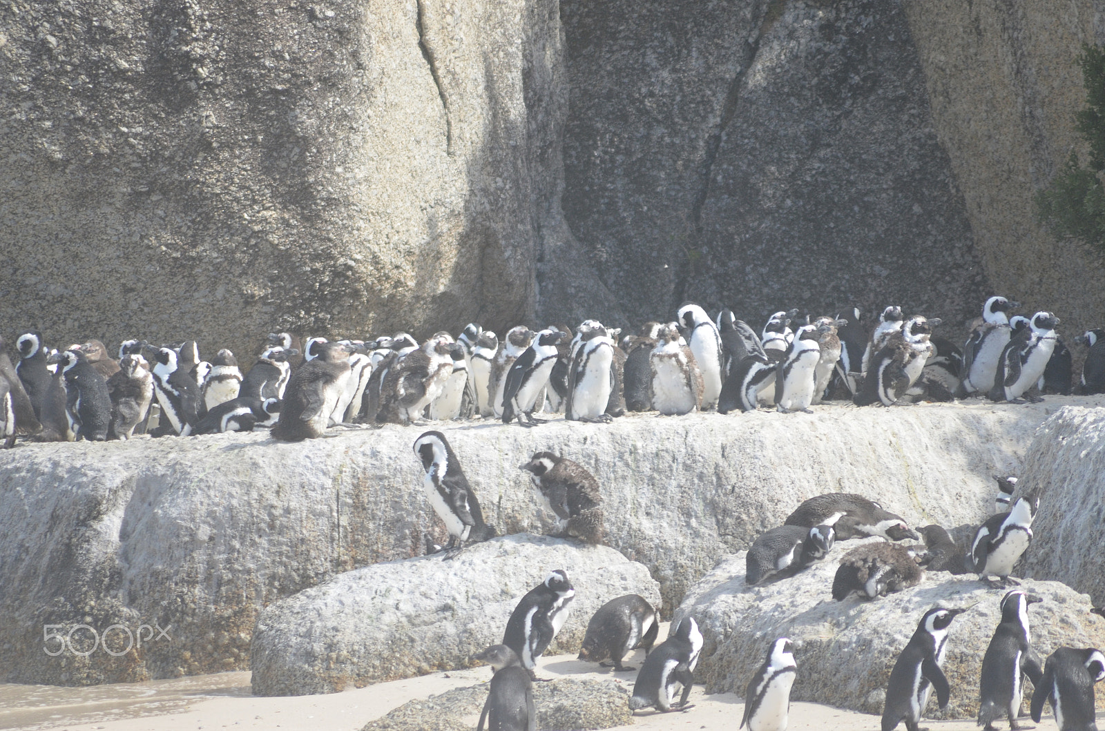 Nikon D7000 + Sigma 70-300mm F4-5.6 APO DG Macro sample photo. Penguins on a beach photography