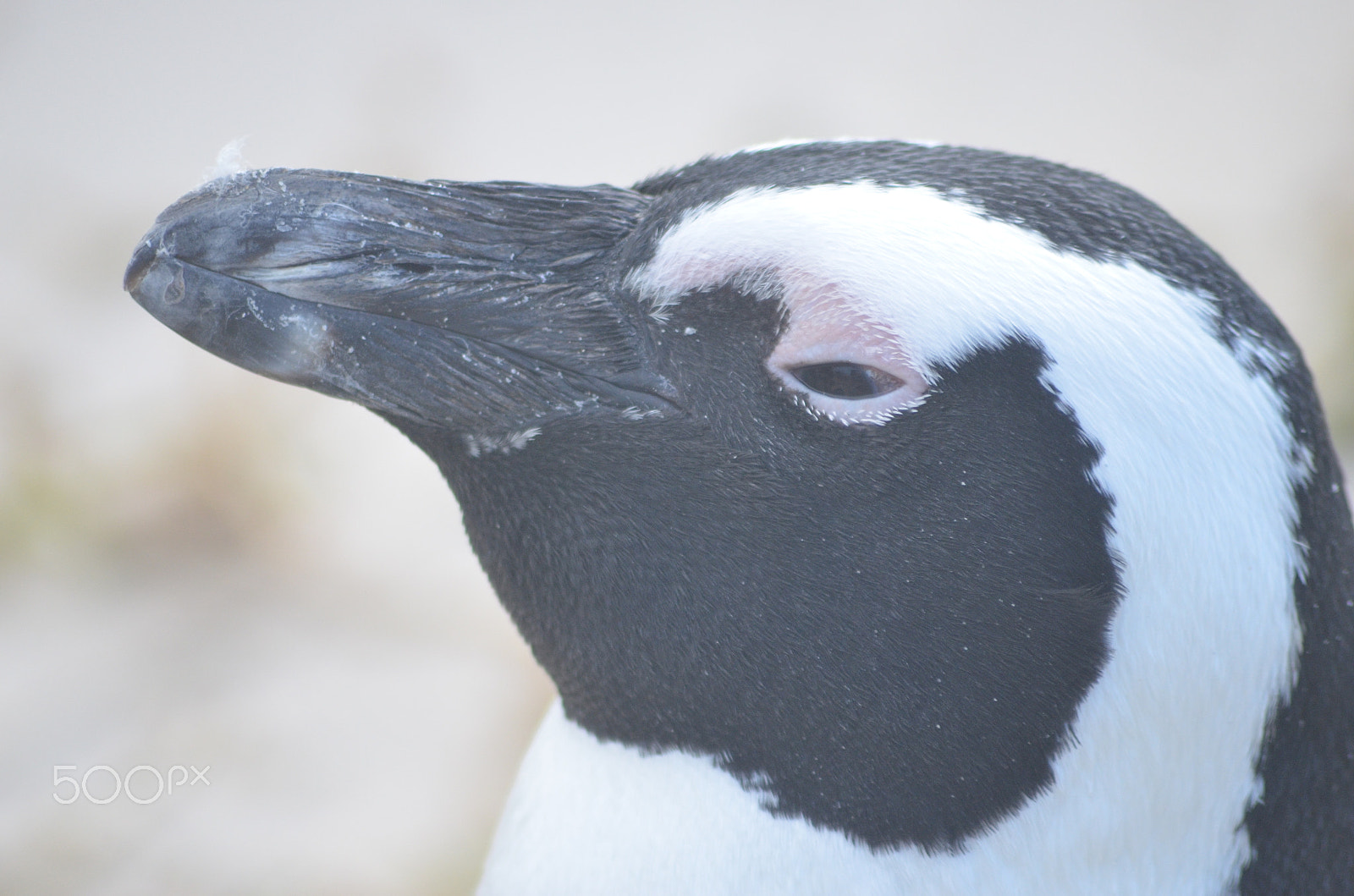 Nikon D7000 + Sigma 70-300mm F4-5.6 APO DG Macro sample photo. Penguins on a beach photography