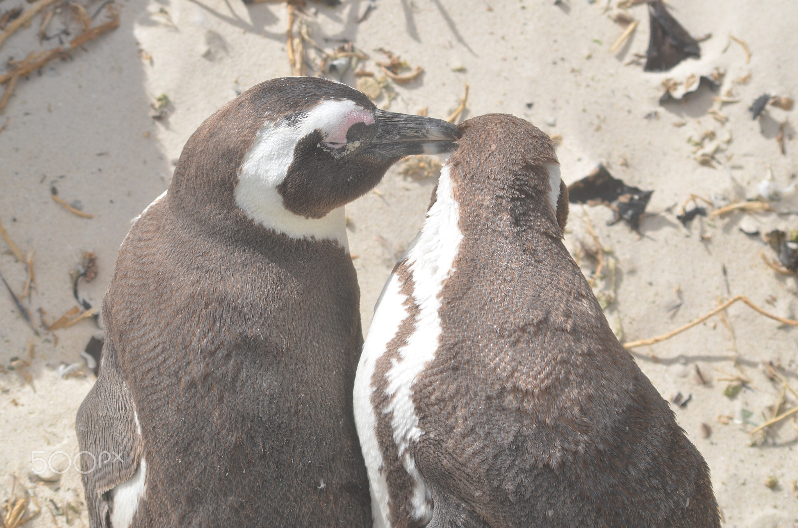 Nikon D7000 + Sigma 70-300mm F4-5.6 APO DG Macro sample photo. Penguins on a beach photography