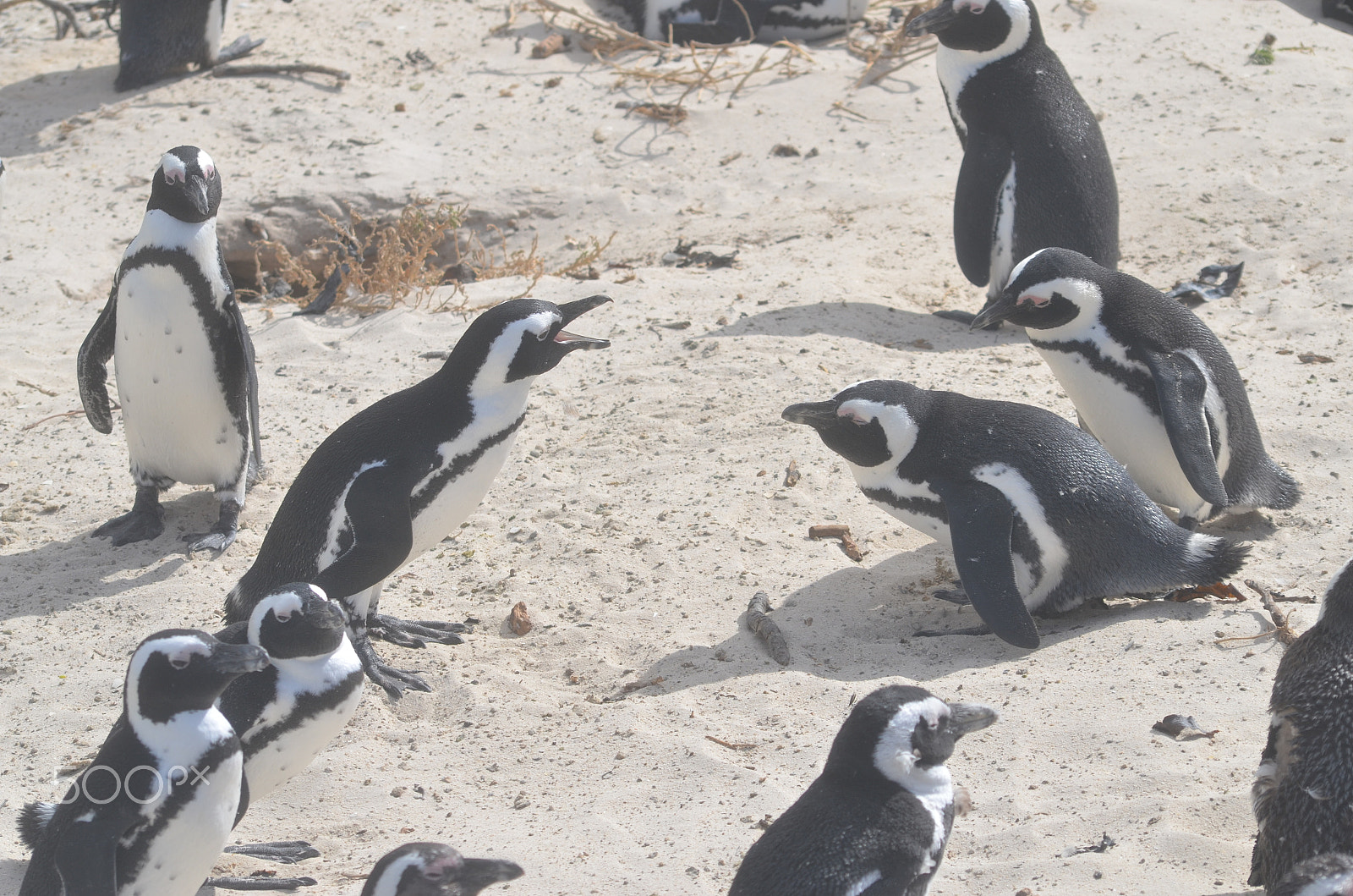 Nikon D7000 + Sigma 70-300mm F4-5.6 APO DG Macro sample photo. Penguins on a beach photography