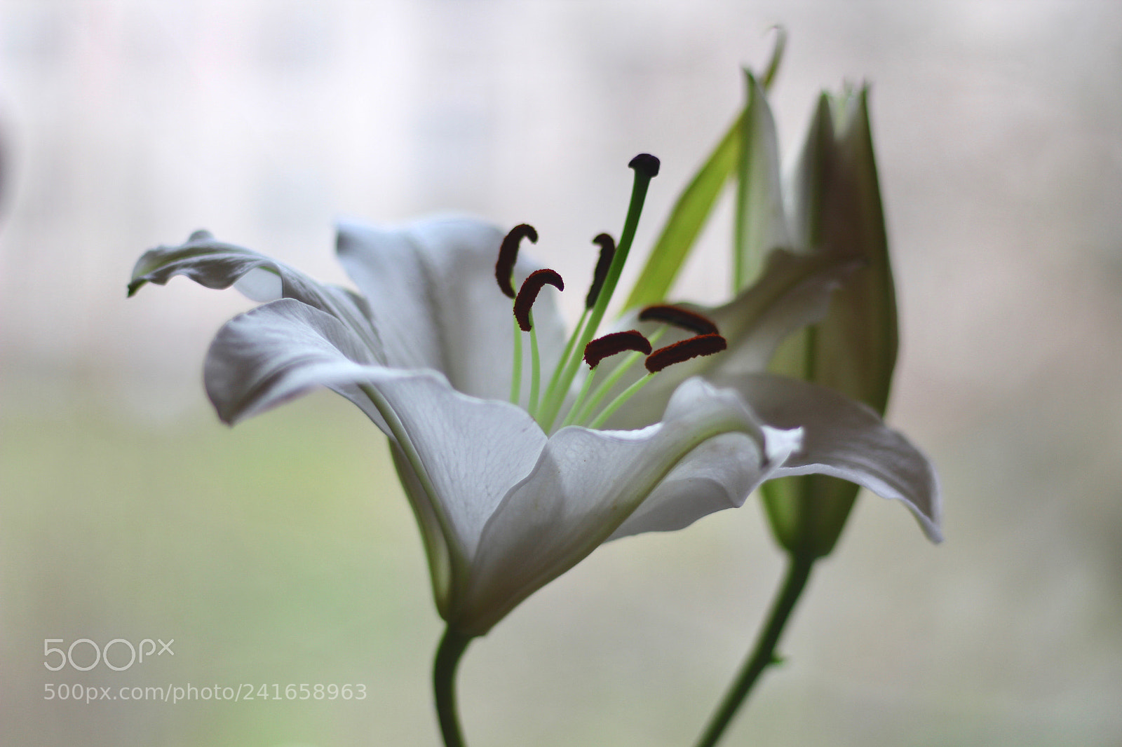 Canon EOS 60D sample photo. Flower photography