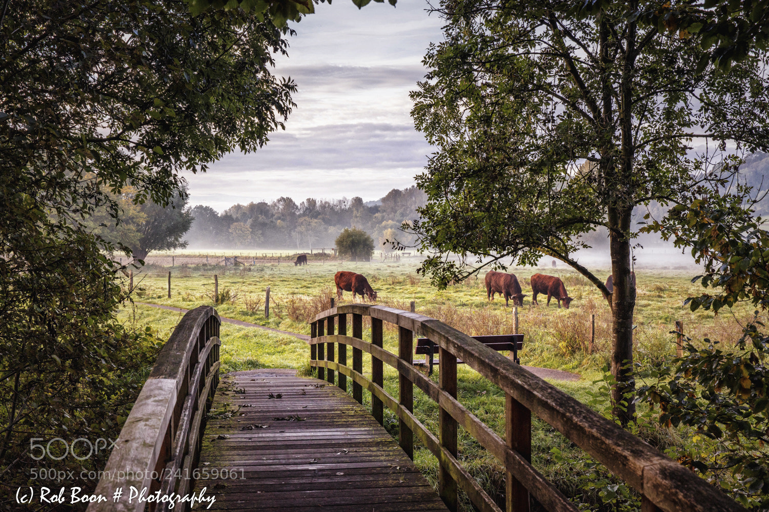 Canon EOS 5DS sample photo. Grazing cows @ stokhem 1 photography