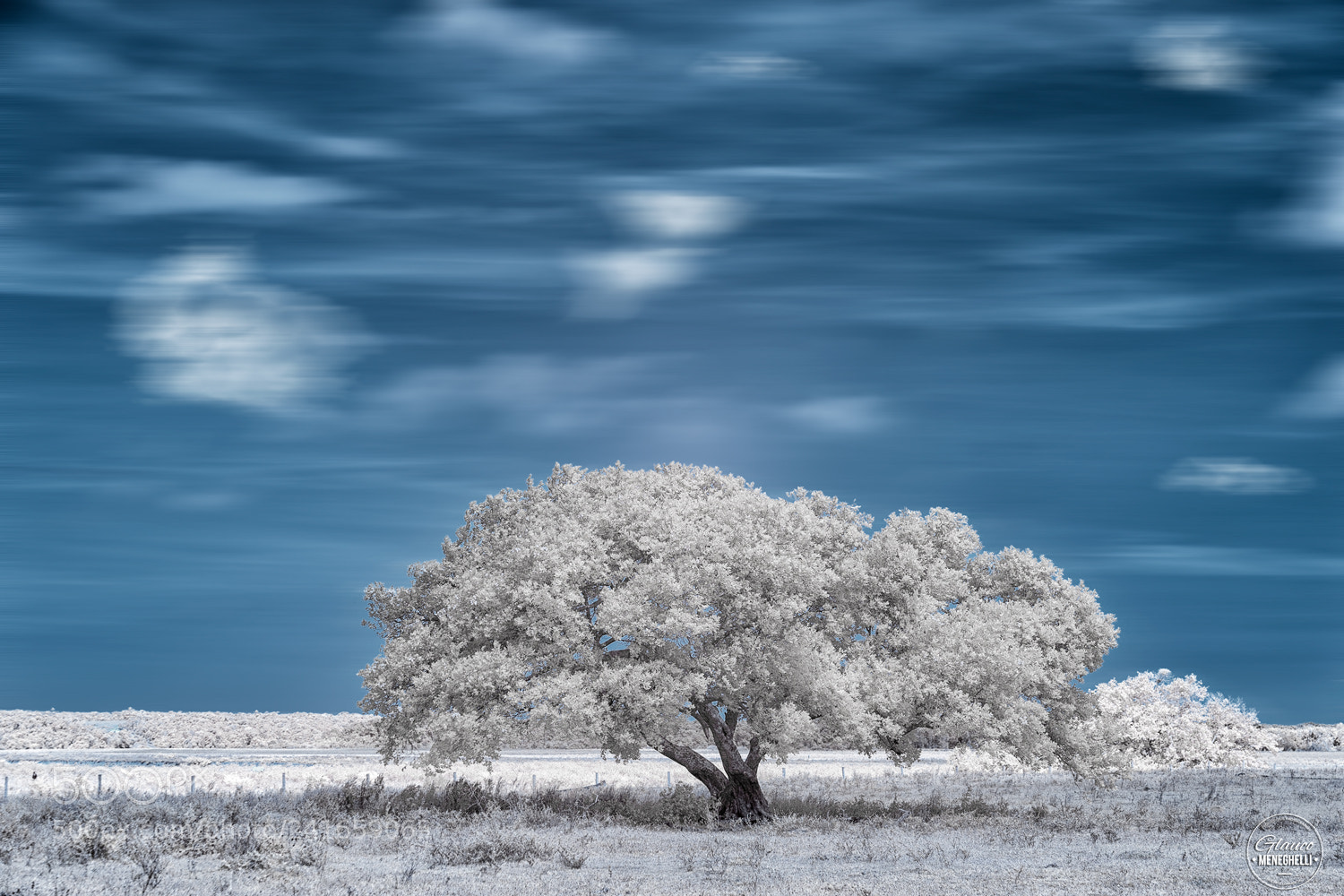 Sony a7 II sample photo. Tree photography