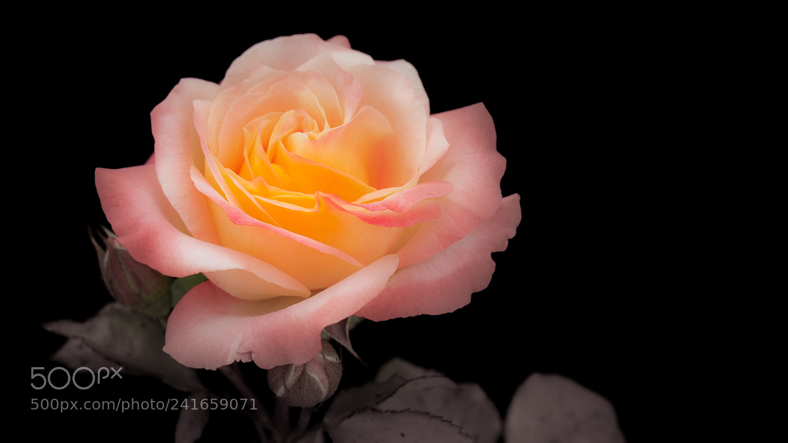 Olympus PEN E-PL6 sample photo. Rose photography