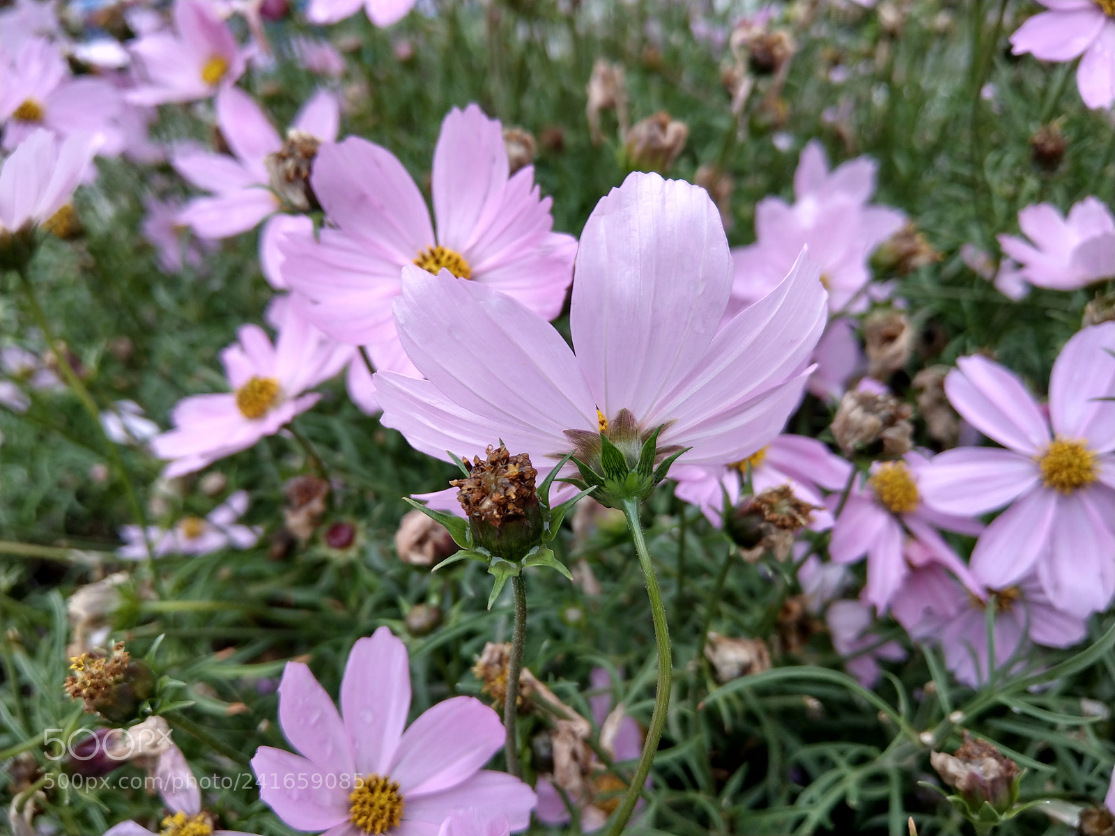 HTC U11 sample photo. Flowers after raining photography