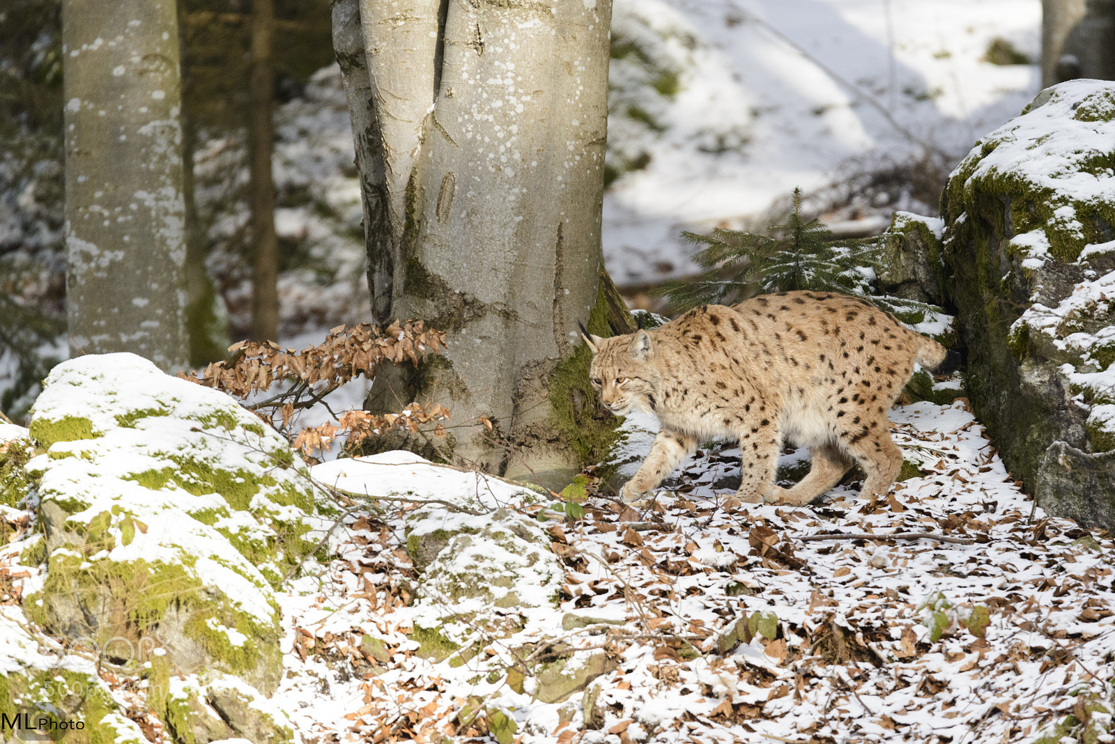 Nikon D800 sample photo. Lince europea photography