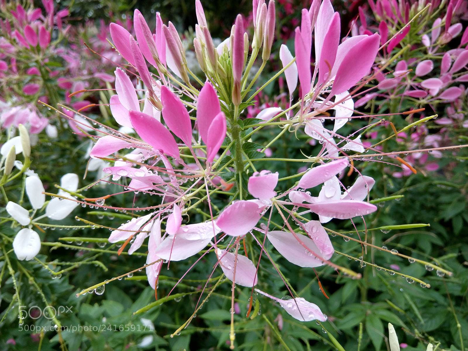HTC U11 sample photo. Flowers after raining photography