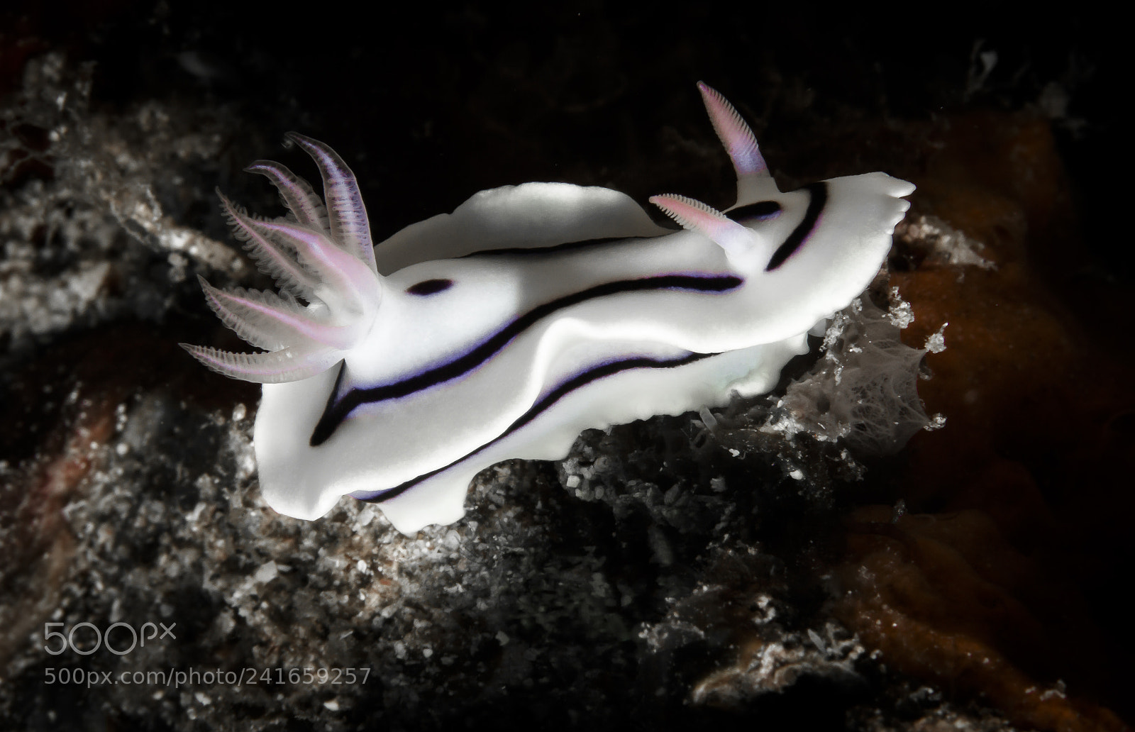 Canon EOS 60D sample photo. Lochi rudman@lembeh photography