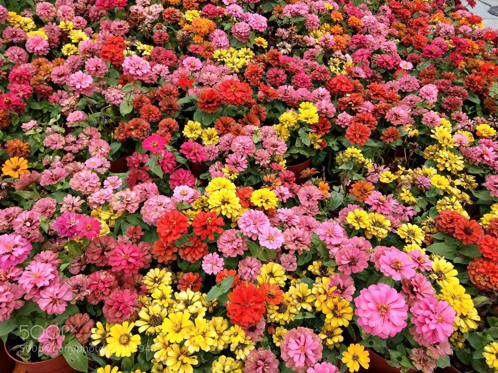 HTC U11 sample photo. Flowers after raining photography