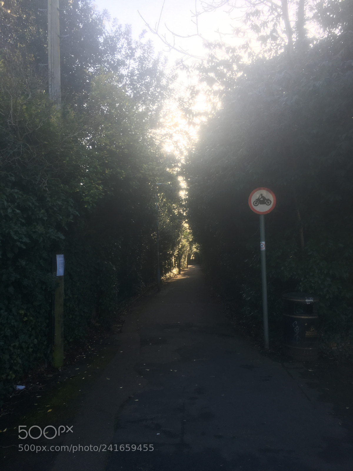 Apple iPhone 6s Plus sample photo. Sunshine through the hedges photography