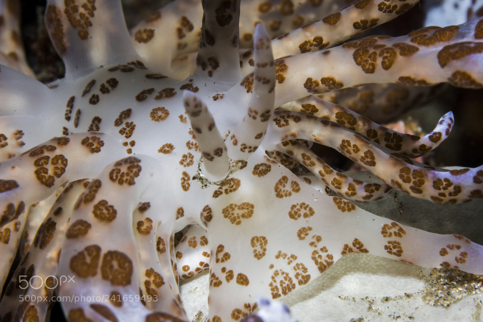 Canon EOS 60D sample photo. Solar power nudibranch photography