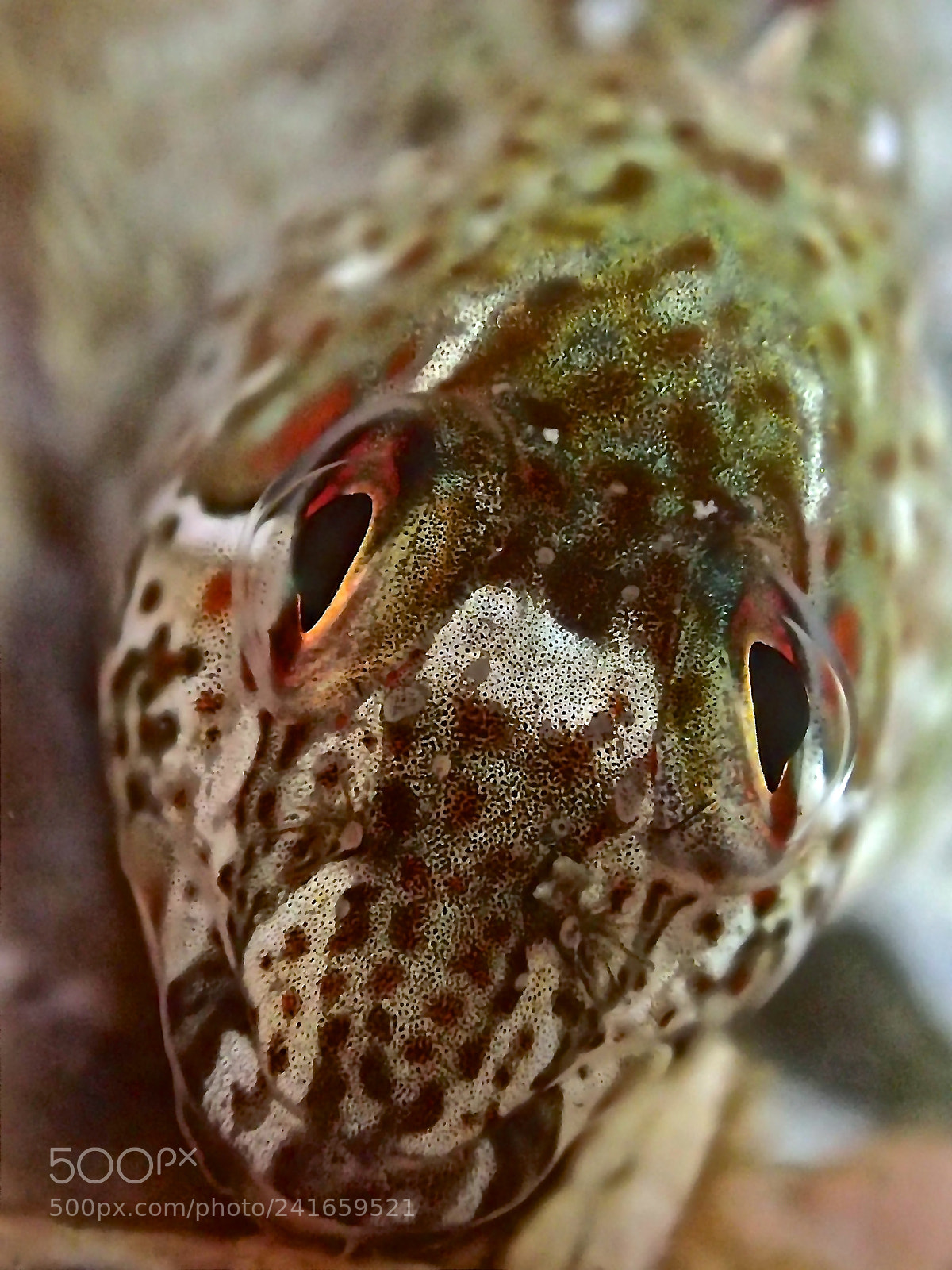 Olympus TG-4 sample photo. Babosa crestada photography