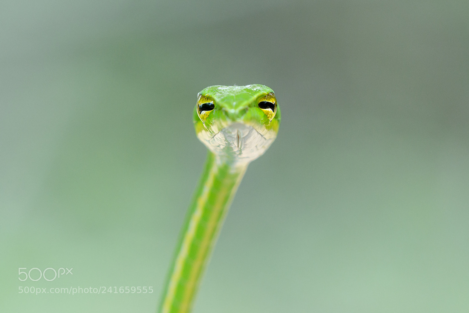 Nikon D850 sample photo. Green vine snake photography