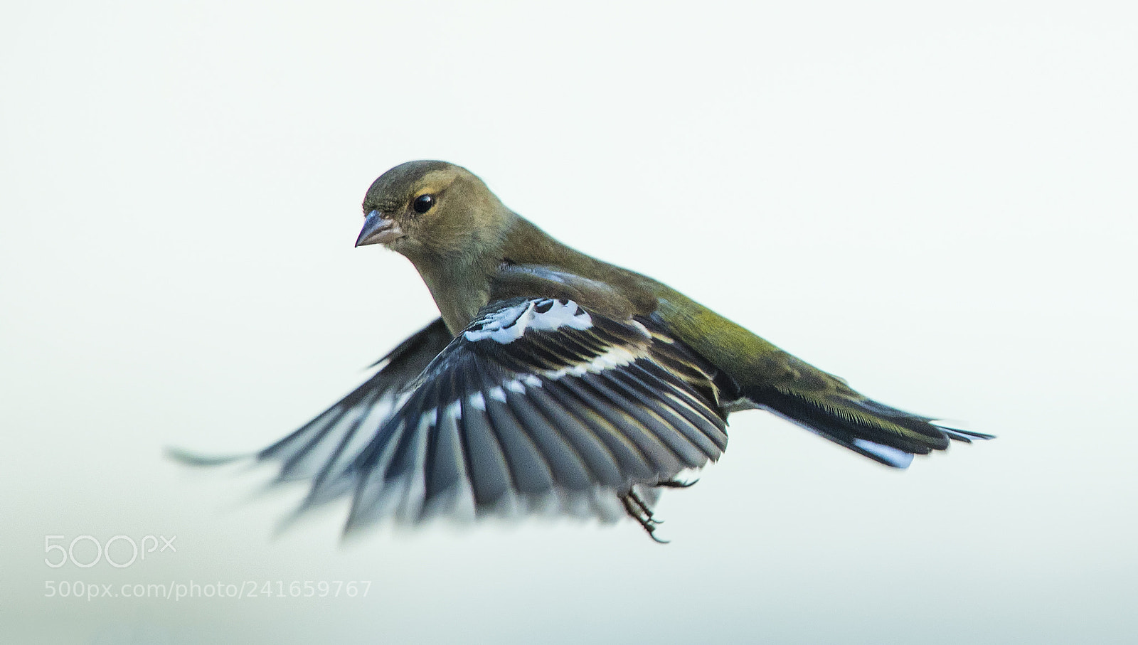Canon EOS-1D X Mark II sample photo. Finch in snow photography