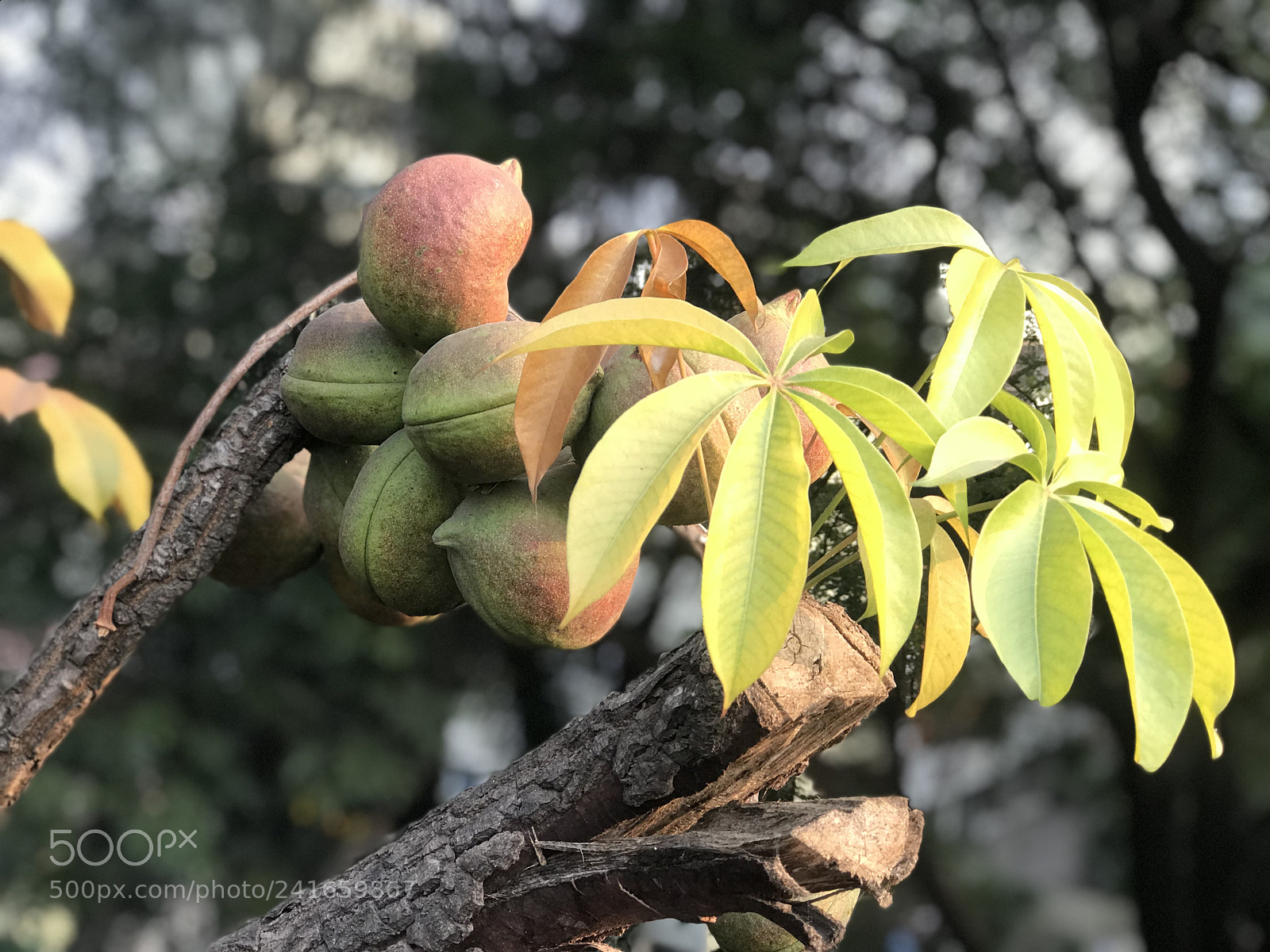 Apple iPhone 7 Plus sample photo. In a race to photography