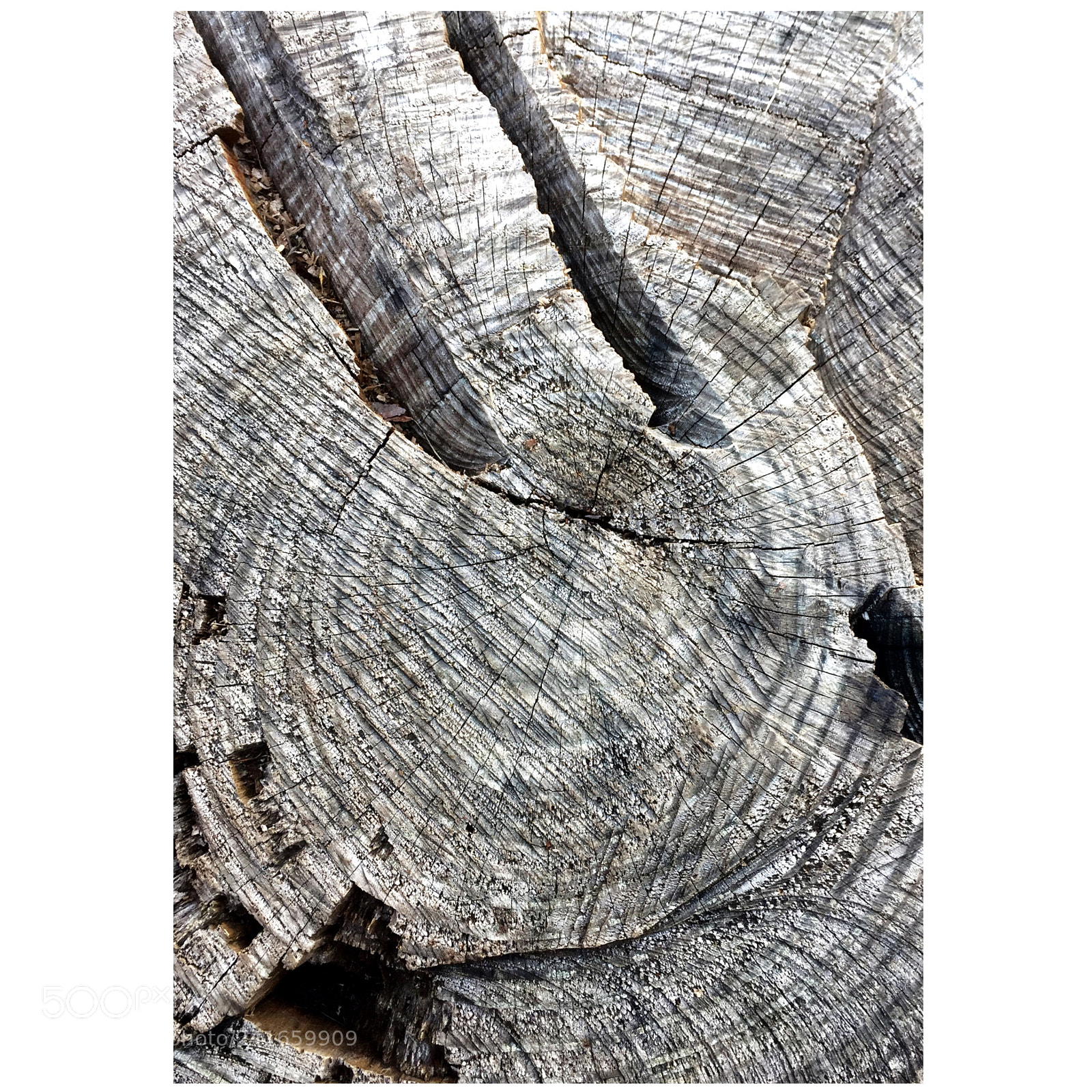 Apple iPhone 6 sample photo. Old tree. villa borghese photography