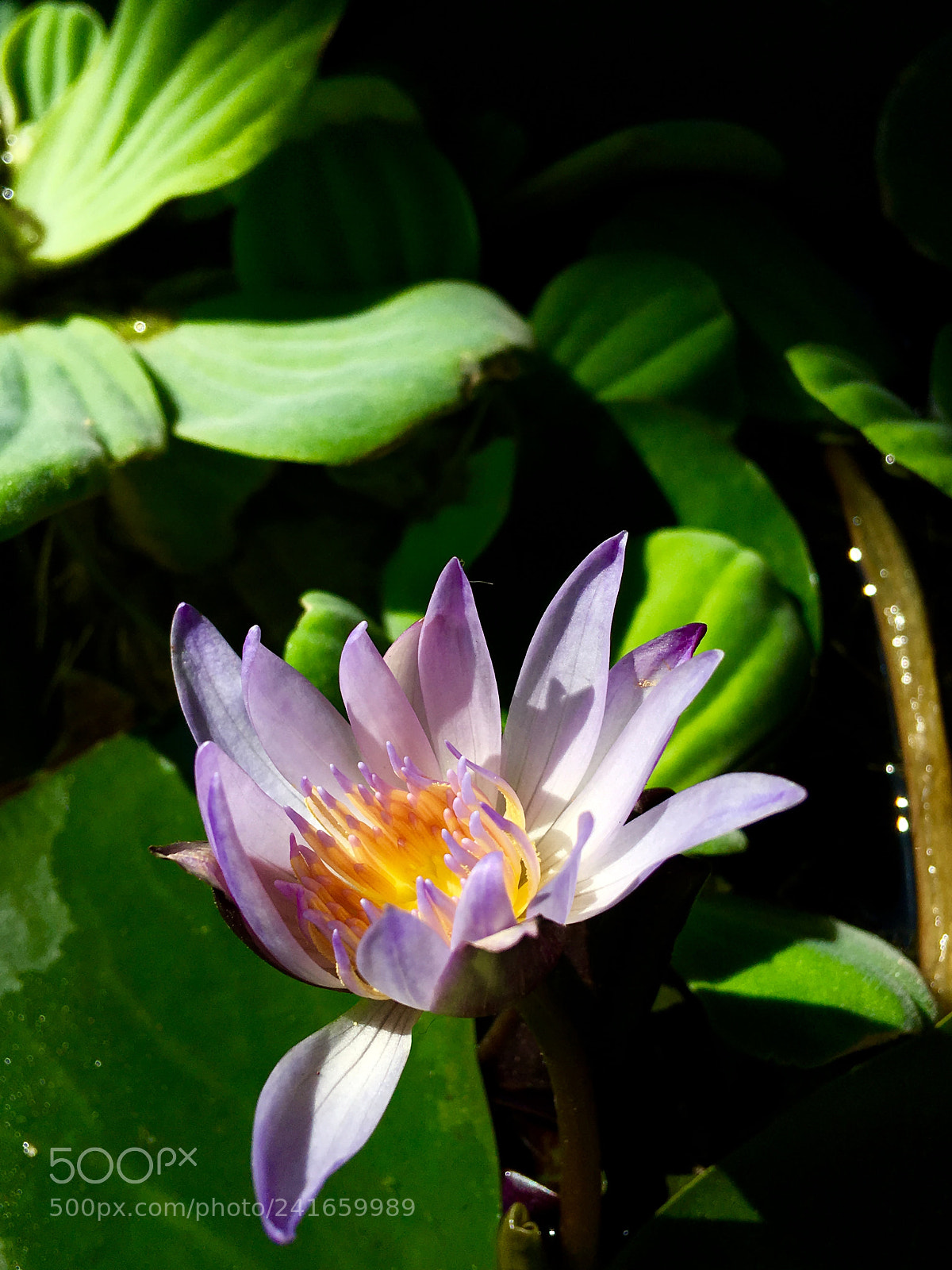 Apple iPhone 6s Plus sample photo. Water lily photography