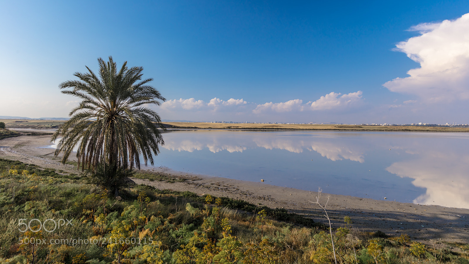 Canon EOS 5DS R sample photo. Salt lake palmtree photography