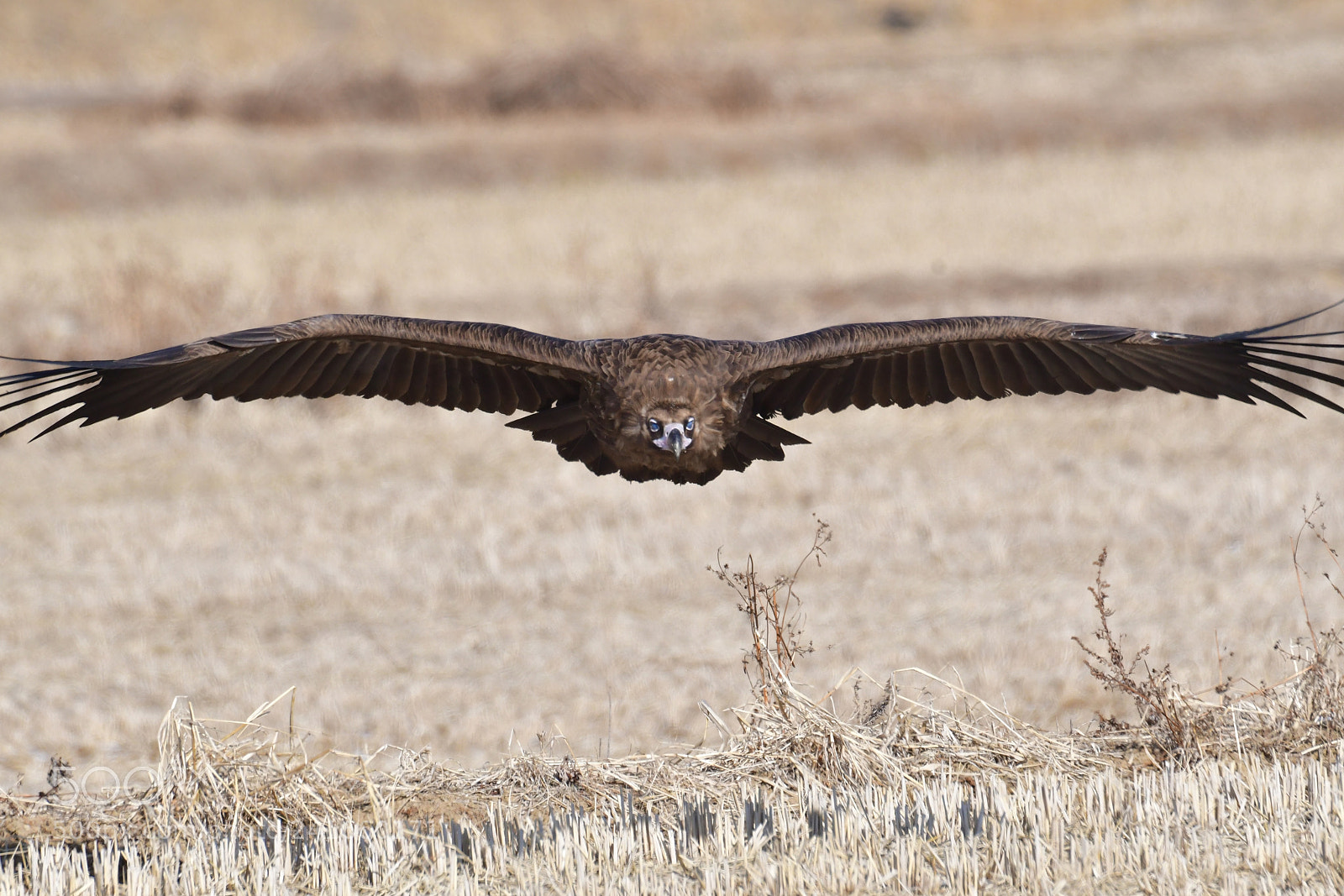 Nikon D500 sample photo. Cinereous vulture photography
