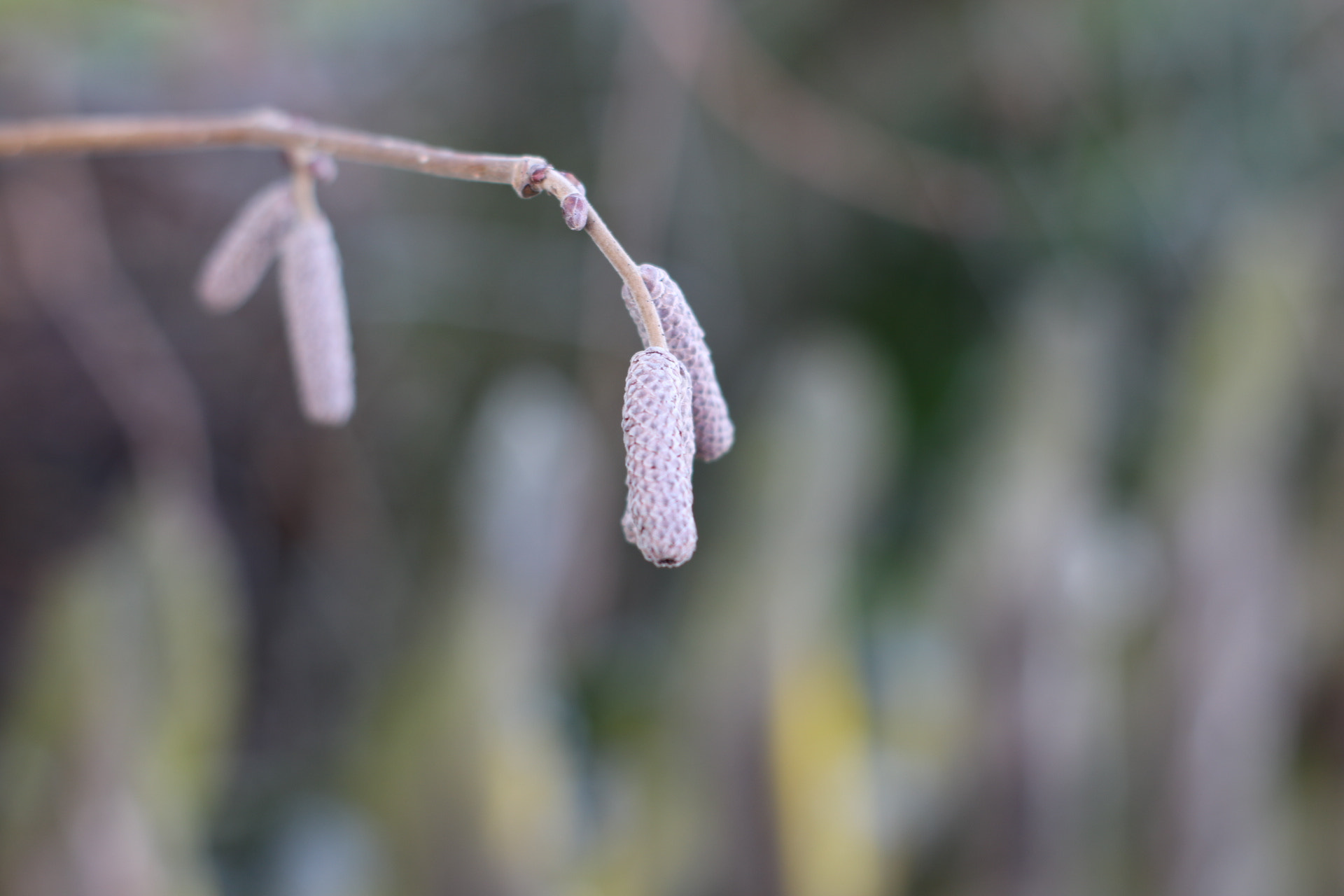 Canon 50mm sample photo. Birchplant photography