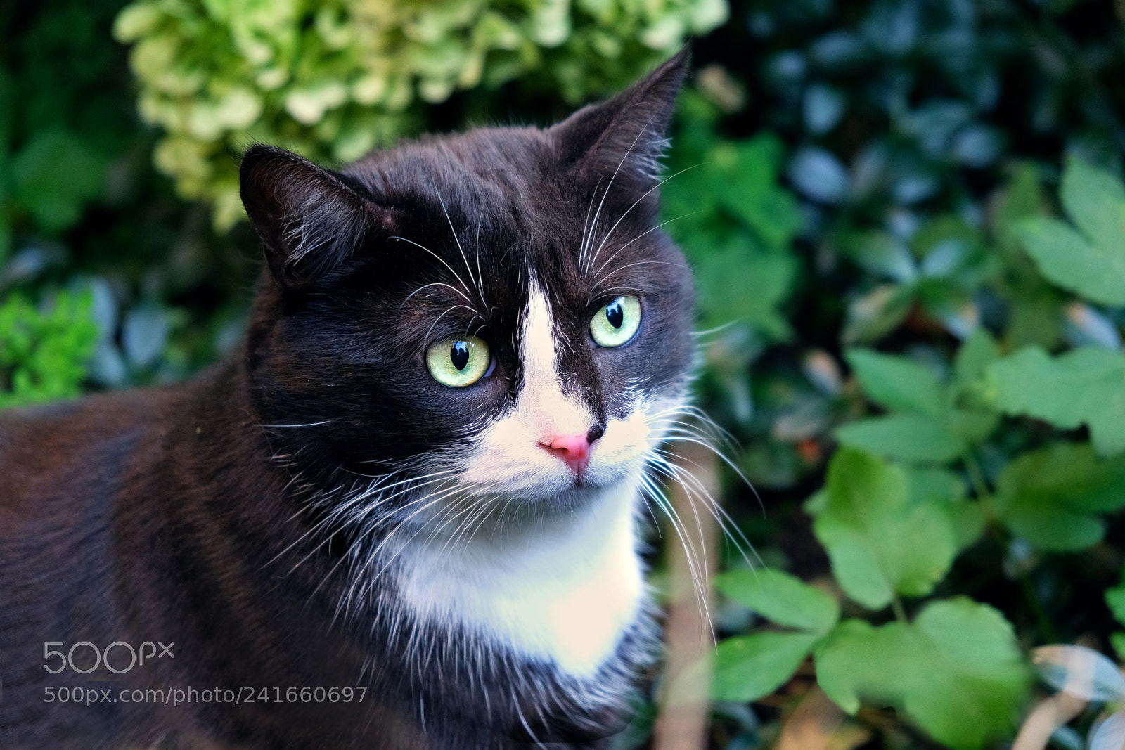 Fujifilm X-T20 sample photo. Black young cat photography