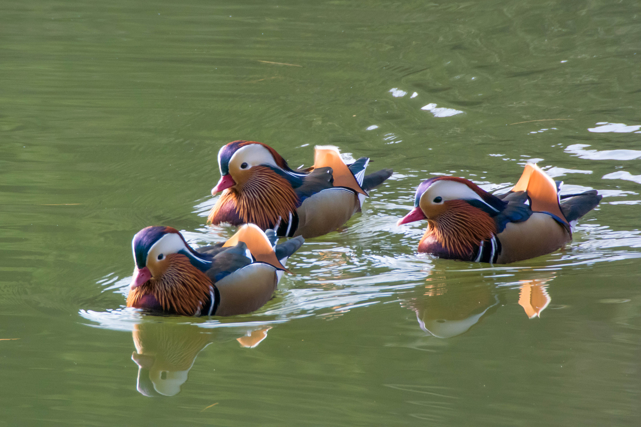 Nikon 1 V3 sample photo. Mandarin duck photography