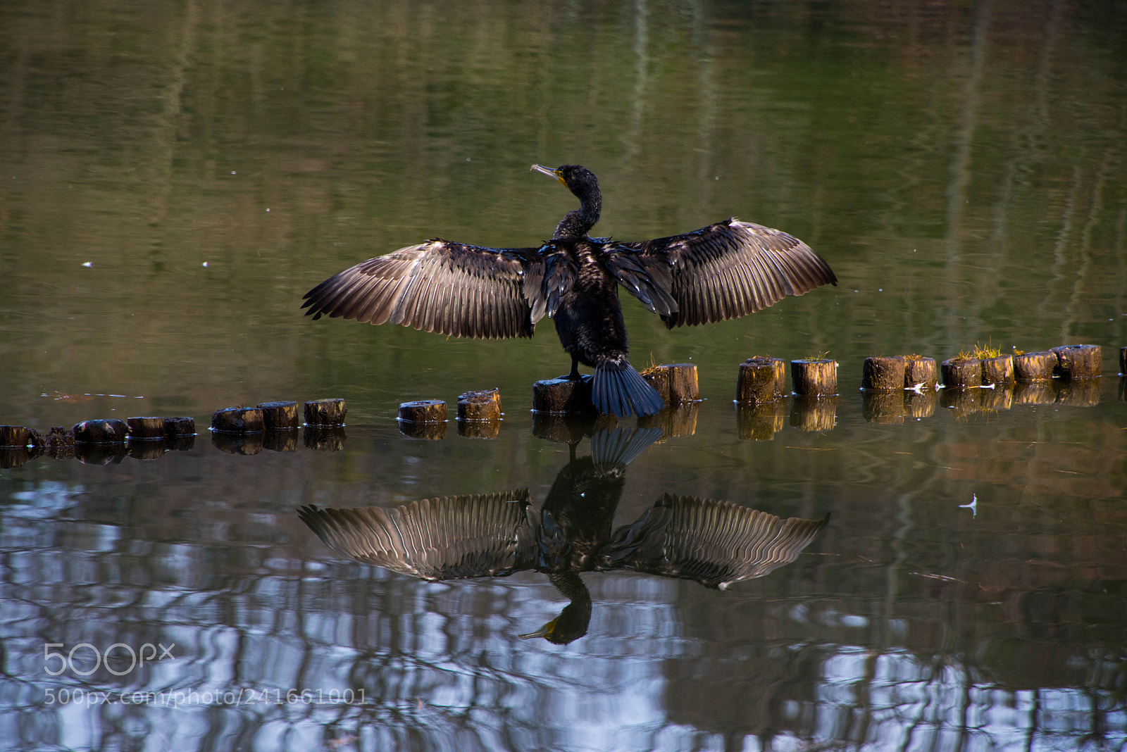 Nikon D810 sample photo. Water bird photography