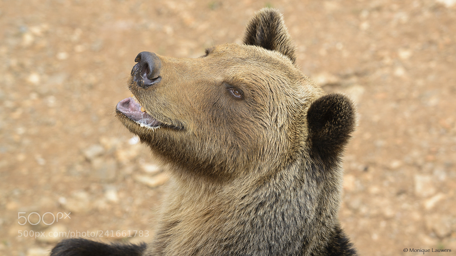 Nikon D600 sample photo. Brown bear photography