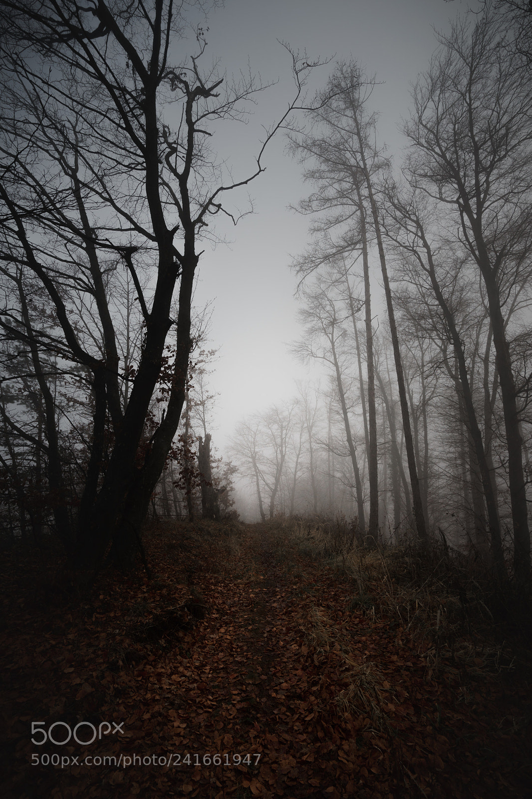 Sony a7 II sample photo. Into the unknown photography