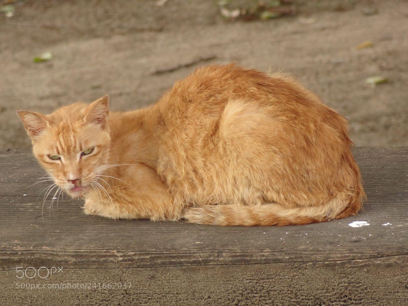 Sony Cyber-shot DSC-HX9V sample photo. Dsc photography