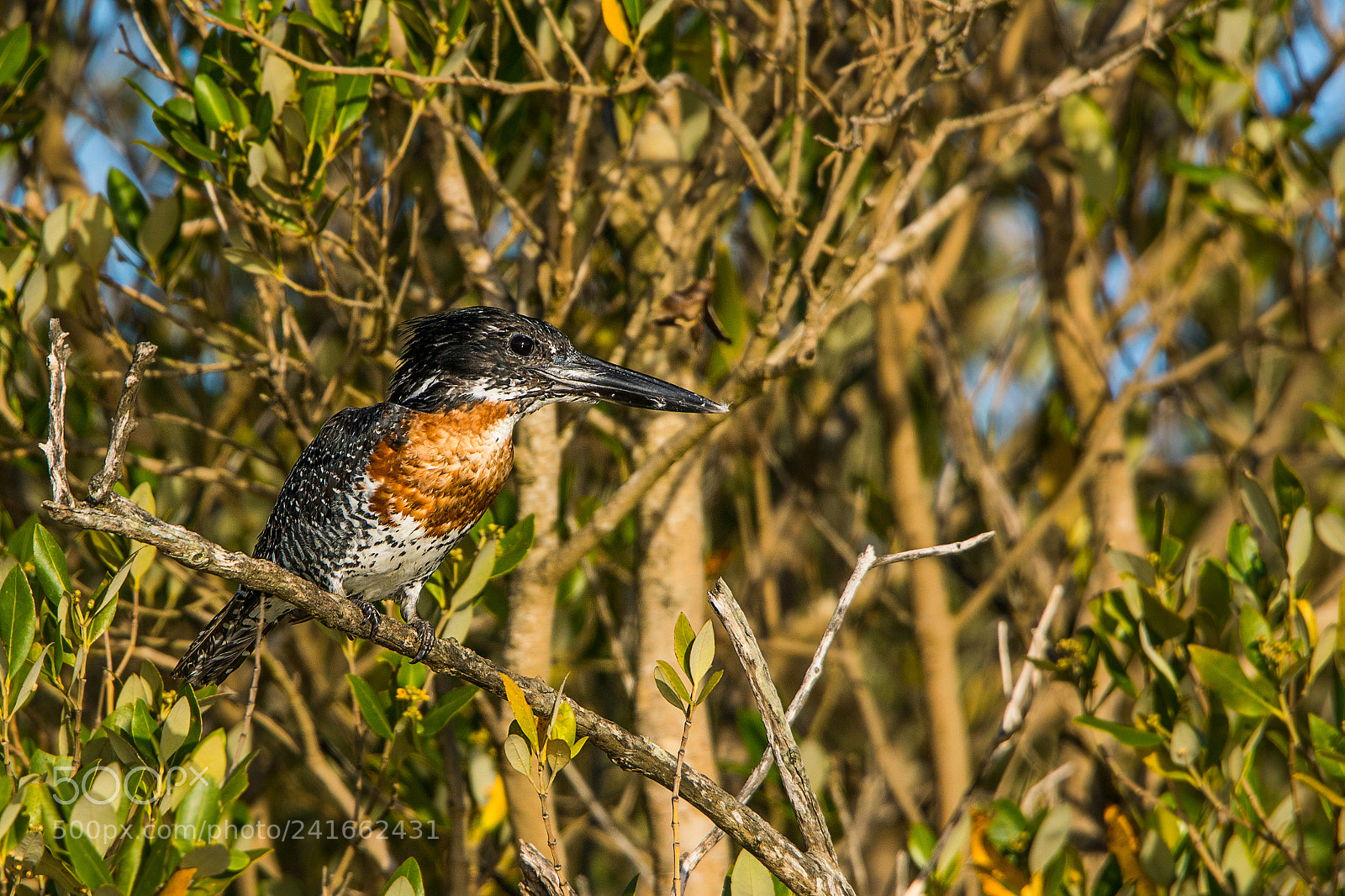 Sony ILCA-77M2 sample photo. Giant kingfisher in tree photography