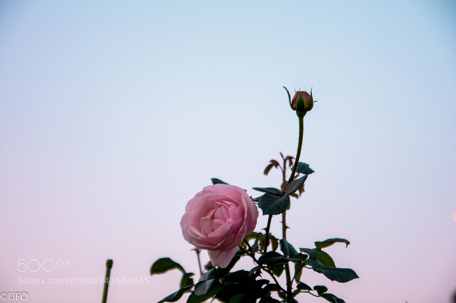 Canon EOS 40D sample photo. Lovely under sunset photography