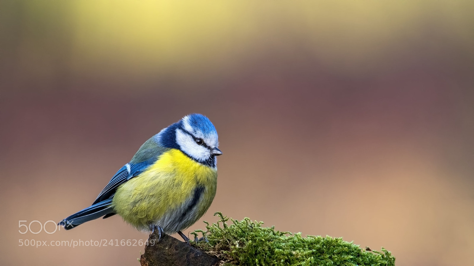 Nikon D500 sample photo. Eurasian blue tit photography