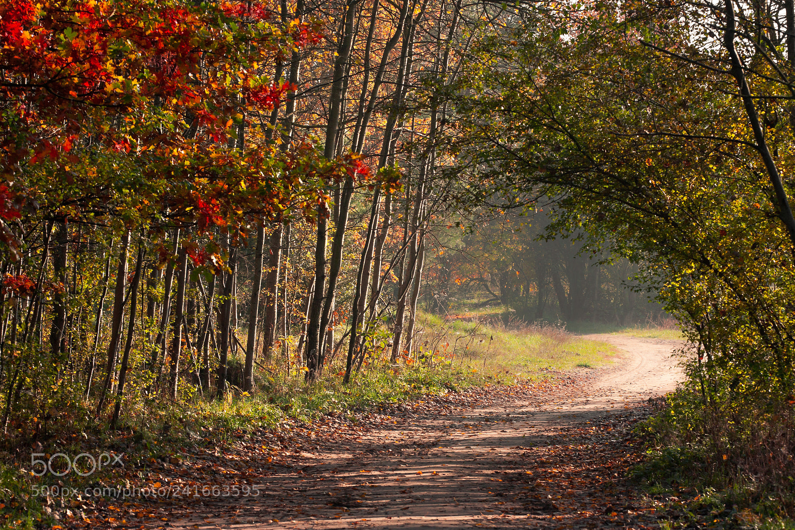 Canon EOS 40D sample photo. Autumn photography