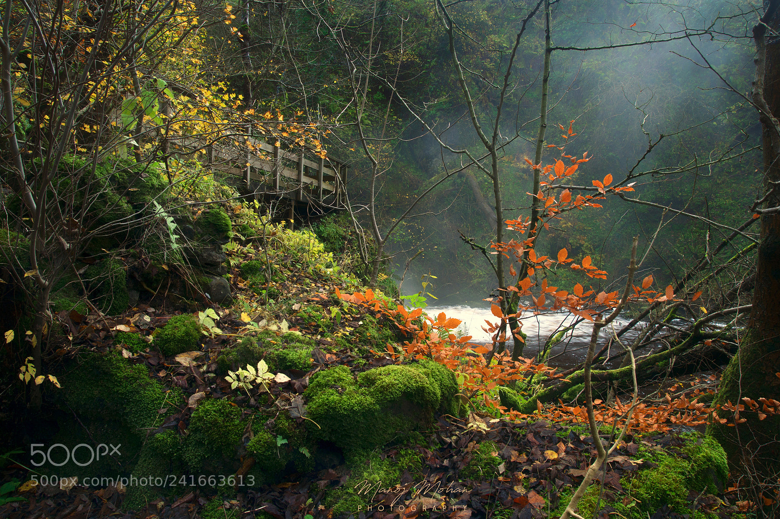 Sony Alpha DSLR-A550 sample photo. In strathaven woods photography