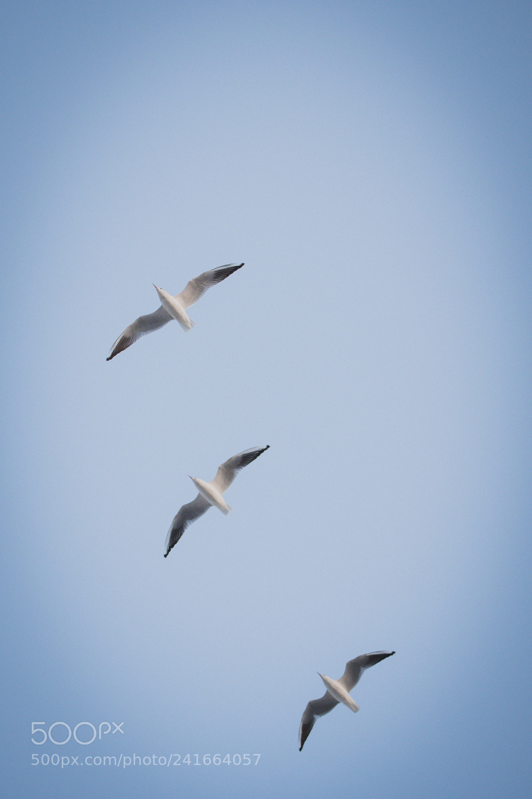 Nikon D500 sample photo. Untitled photography