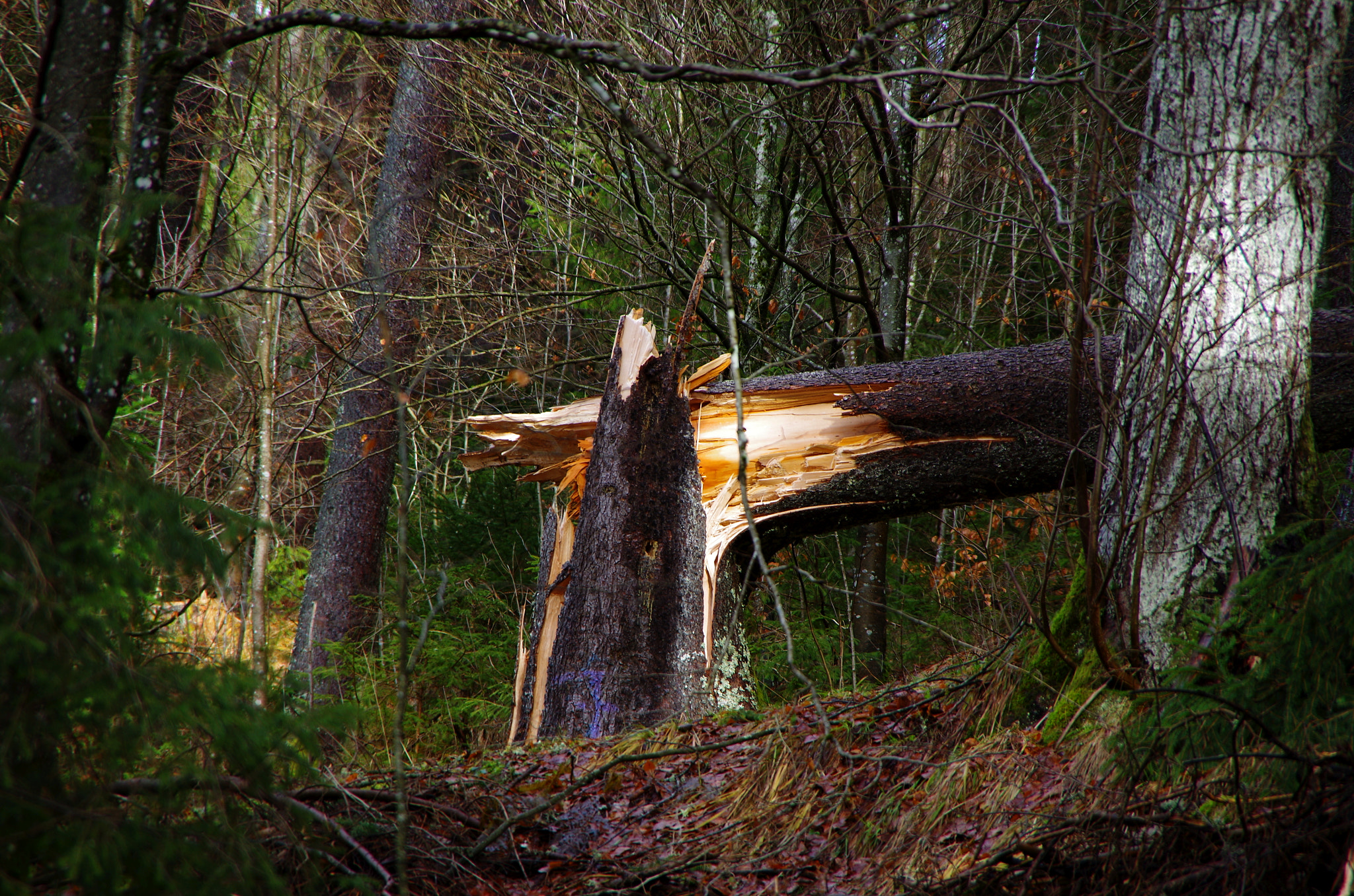 Pentax K-50 sample photo. St blasien photography