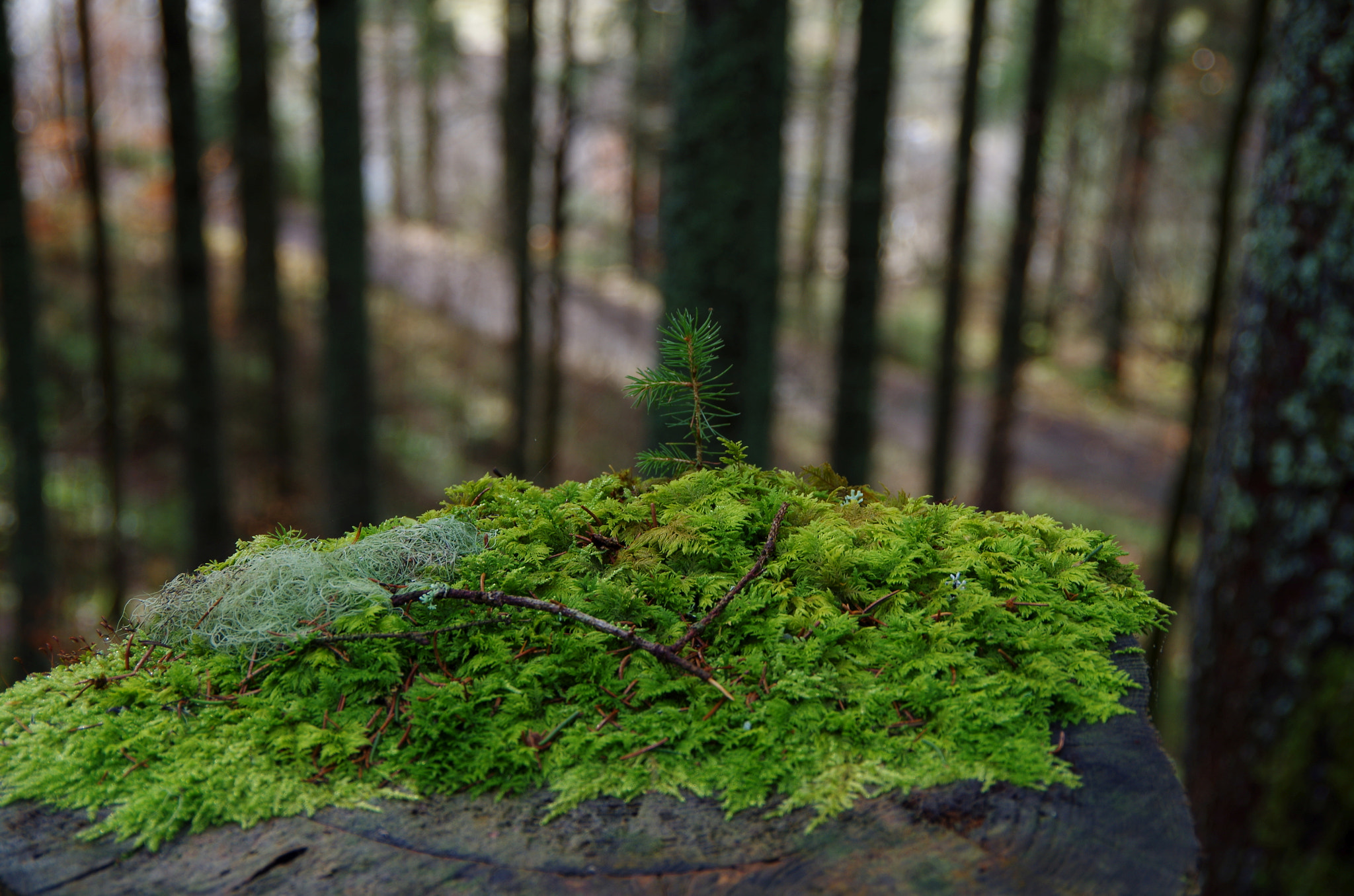 Pentax K-50 sample photo. St blasien photography