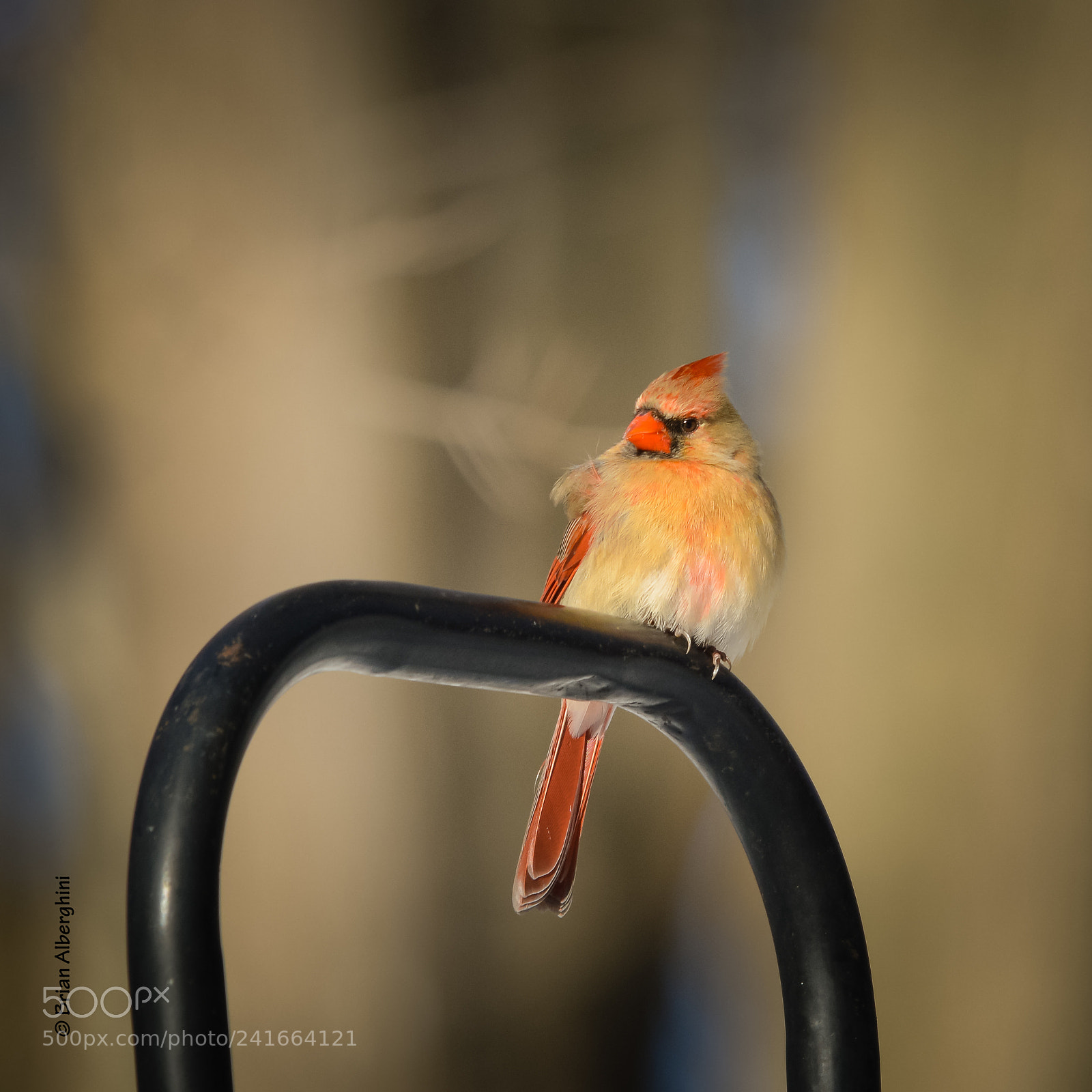 Nikon D7100 sample photo. Chillin' cardinal photography