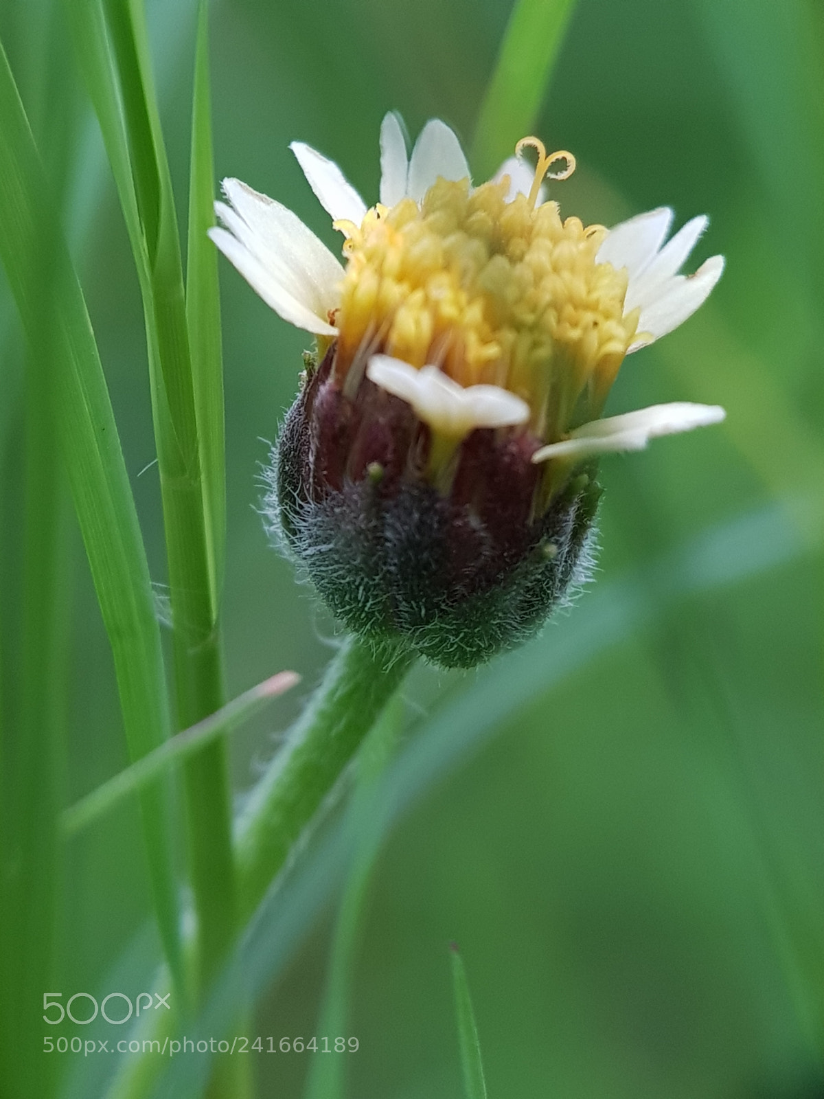 Samsung Galaxy S8 sample photo. Grass flower photography