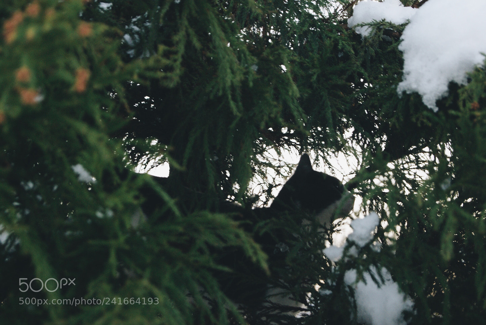 Sony Alpha DSLR-A230 sample photo. Cat hiding in the photography